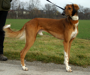 Tavous 2011 09